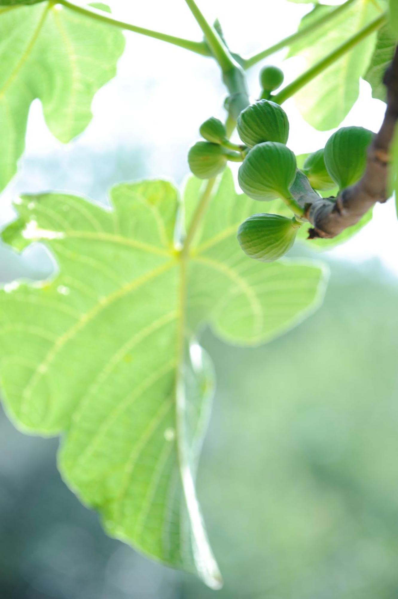 Casa Rural Mas Garganta La Pinya エクステリア 写真