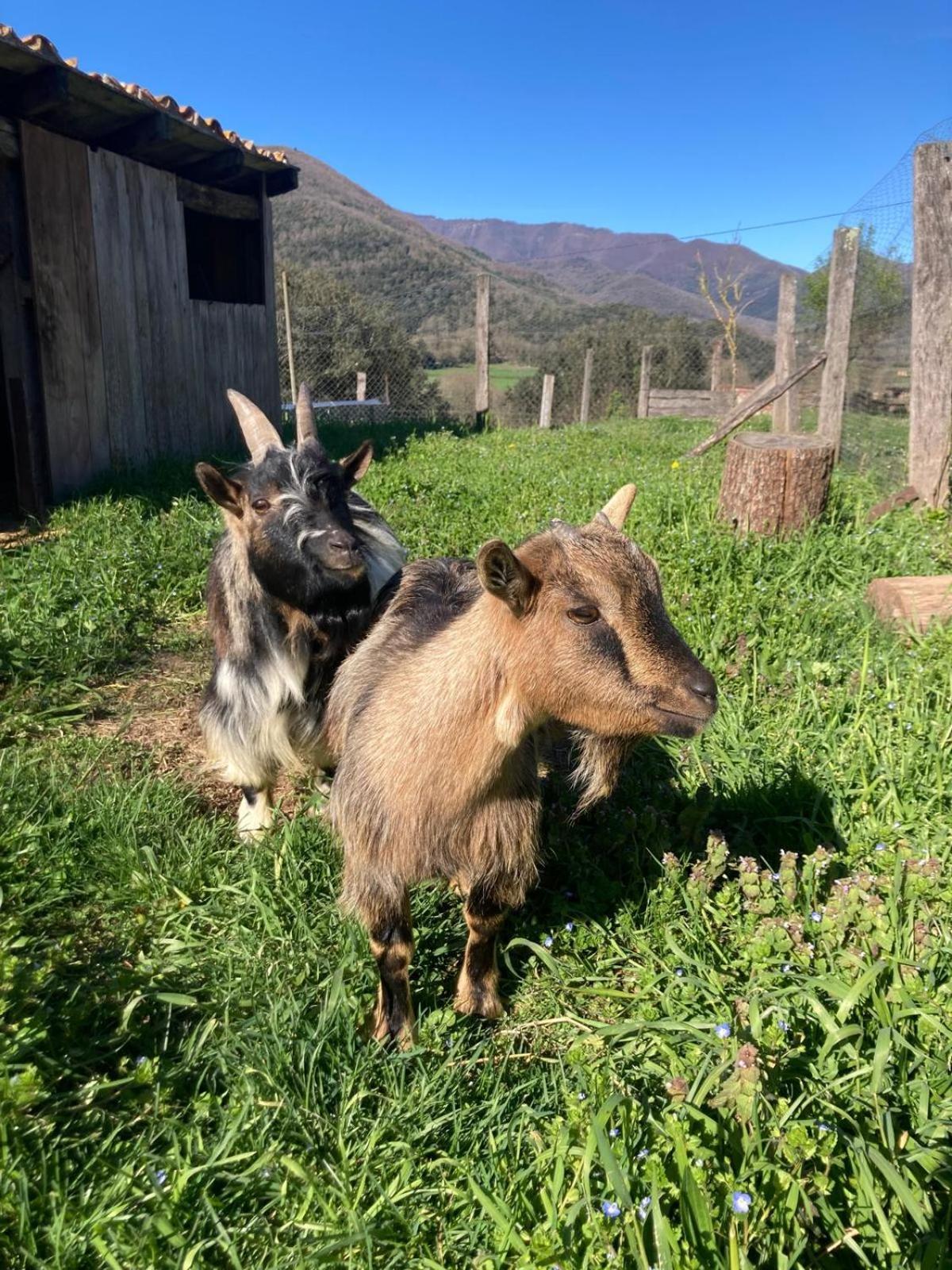 Casa Rural Mas Garganta La Pinya エクステリア 写真
